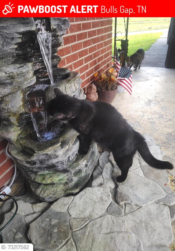 Lost Male Cat last seen Main Street, Bulls Gap, TN 37711