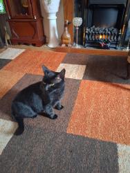 Lost Male Cat last seen Pilgrims way laverstock, Laverstock, England 
