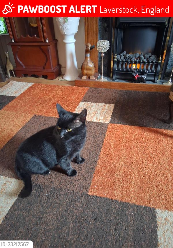 Lost Male Cat last seen Pilgrims way laverstock, Laverstock, England 