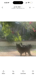 Lost Female Dog last seen Machado / Lakeshore Dr, Lake Elsinore, CA 92532
