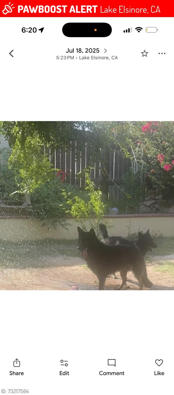 Lost Female Dog last seen Machado / Lakeshore Dr, Lake Elsinore, CA 92532