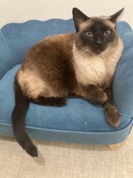 Lost Male Cat last seen SE Skyshow Pl. behind Shimmering Leaf, Happy Valley, OR 97086