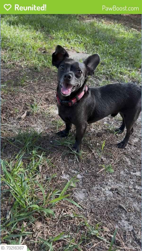 Reunited Male Dog last seen Plank road, Raeford, NC 28376