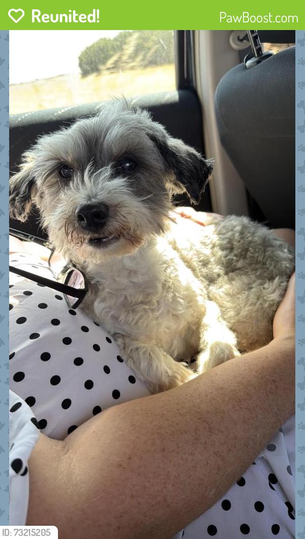 Reunited Female Dog last seen St Johns Road, Ipswich, Suffolk, England 