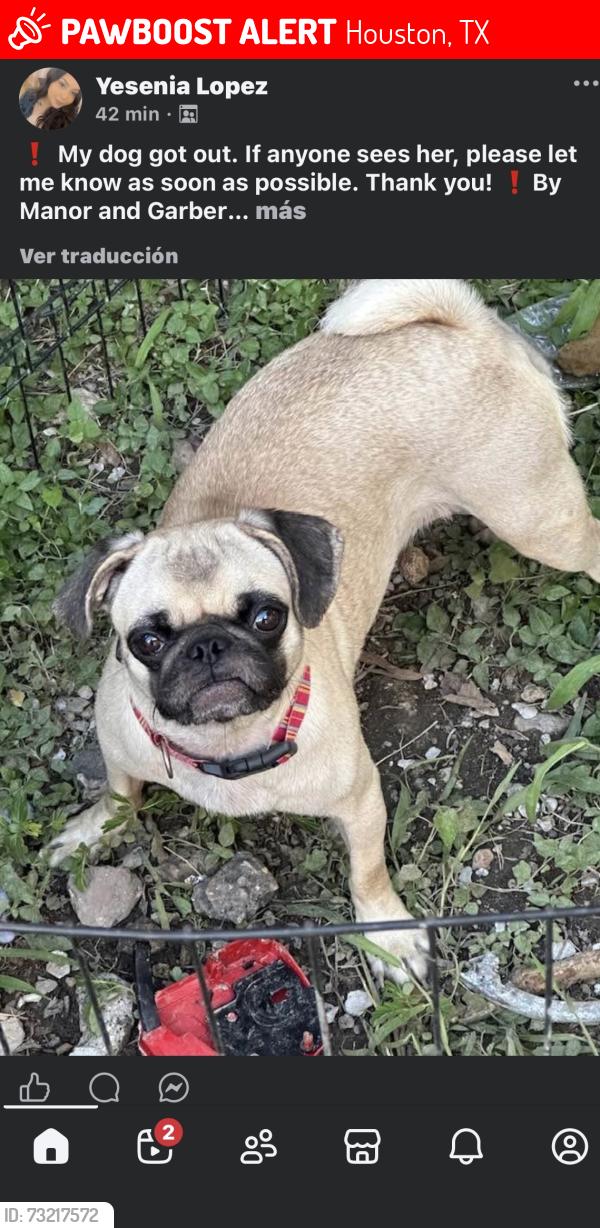 Lost Female Dog last seen Garber st, Houston, TX 77015