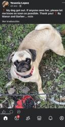 Lost Female Dog last seen Garber st, Houston, TX 77015
