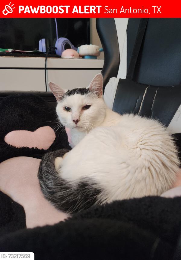 Lost Female Cat last seen Cinco lakes subdivision, San Antonio, TX 78252