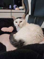 Lost Female Cat last seen Cinco lakes subdivision, San Antonio, TX 78252