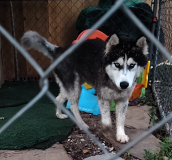 Reunited Male Dog last seen Parking lot of the QT off of highway 67 and 35 service road, Alvarado, TX 76009