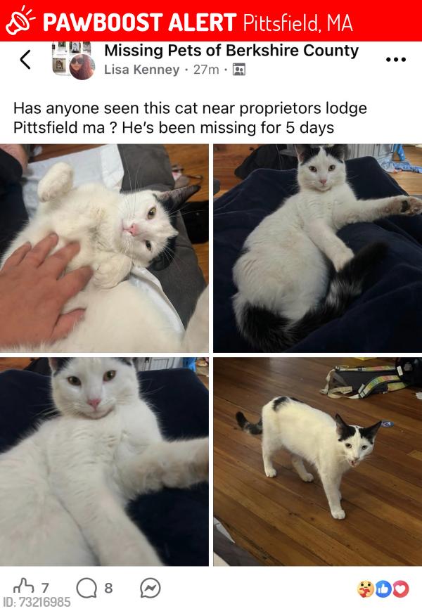 Lost Male Cat last seen Proprietors lodge, Pittsfield, MA 01201
