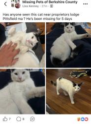 Lost Male Cat last seen Proprietors lodge, Pittsfield, MA 01201