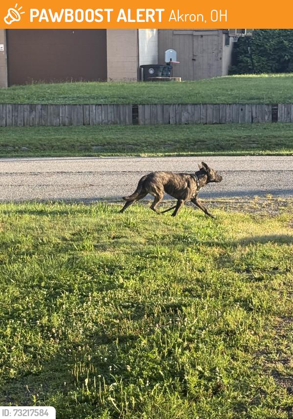 Found/Stray Unknown Dog last seen Near PNC bank. Kept heading up Fremont towards Cramer., Akron, OH 44312