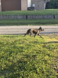 Found/Stray Unknown Dog last seen Near PNC bank. Kept heading up Fremont towards Cramer., Akron, OH 44312