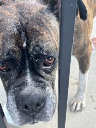 Found/Stray Unknown Dog last seen 2nd at Midway, Gulfport, MS 39507
