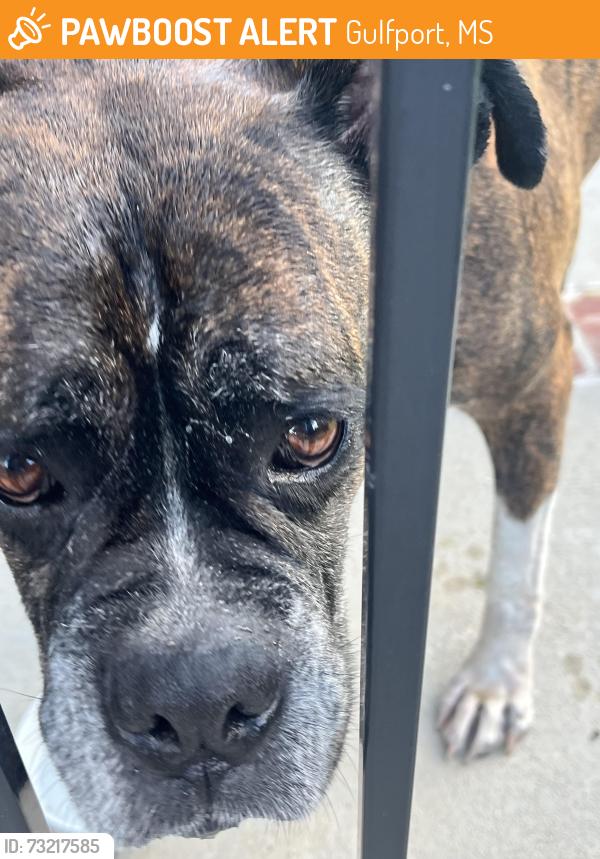 Found/Stray Unknown Dog last seen 2nd at Midway, Gulfport, MS 39507