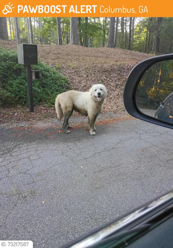 Found/Stray Unknown Dog last seen Near rd, Columbus, GA 31901
