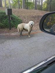 Found/Stray Unknown Dog last seen Near rd, Columbus, GA 31901