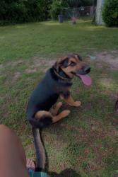 Lost Male Dog last seen Cow pasture, Bibb County, GA 31216