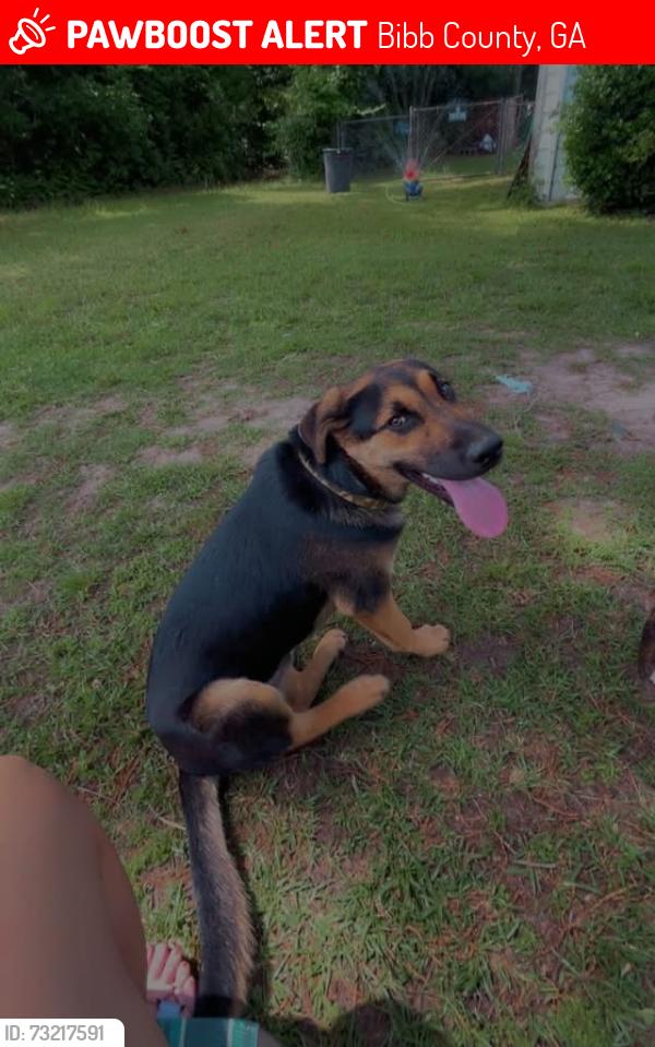 Lost Male Dog last seen Cow pasture, Bibb County, GA 31216