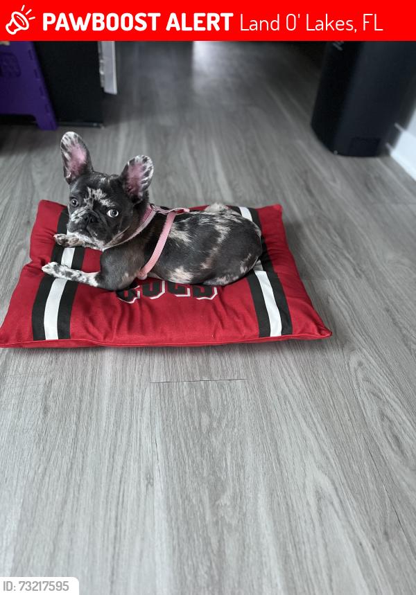 Lost Female Dog last seen Desert Peace Ave, Land O' Lakes, FL 34639