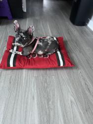 Lost Female Dog last seen Desert Peace Ave, Land O' Lakes, FL 34639