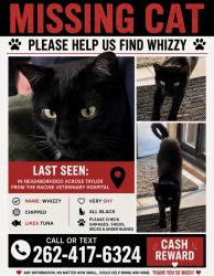 Lost Male Cat last seen Taylor Ave, Mount Pleasant, WI 53403