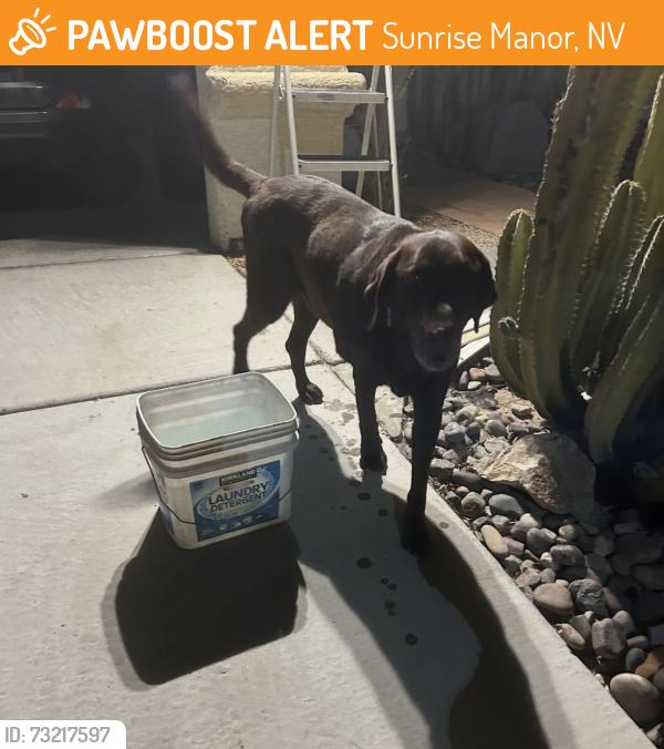 Found/Stray Male Dog last seen Owen’s & trish, Sunrise Manor, NV 89115