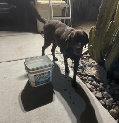 Found/Stray Male Dog last seen Owen’s & trish, Sunrise Manor, NV 89115