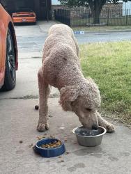 Found/Stray Male Dog last seen John Glenn Elementary School, Oklahoma City, OK 73159