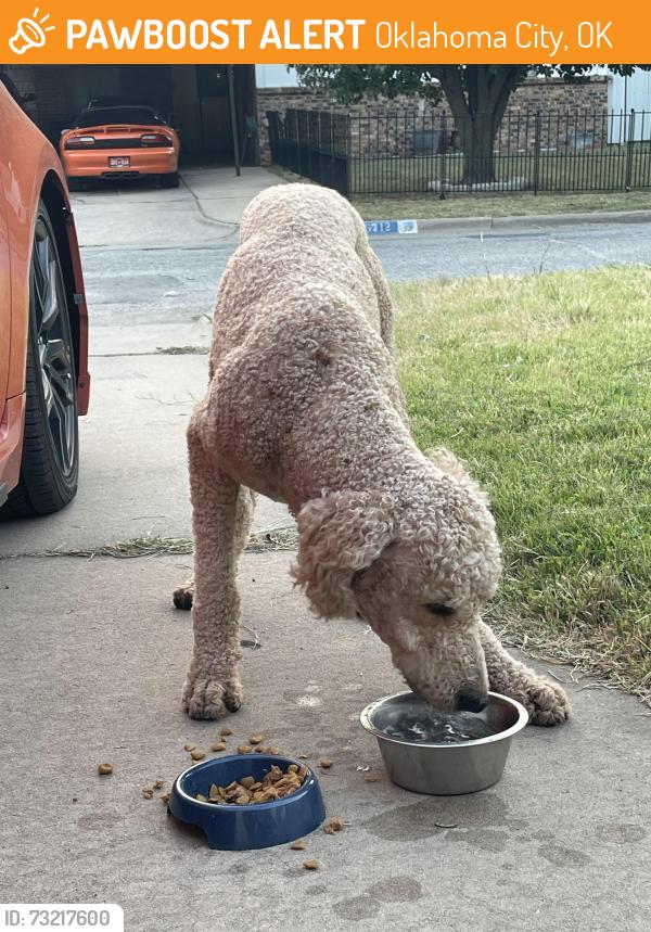 Found/Stray Male Dog last seen John Glenn Elementary School, Oklahoma City, OK 73159