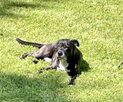 Reunited Male Dog last seen Kings grant rd, Virginia Beach, VA 23452