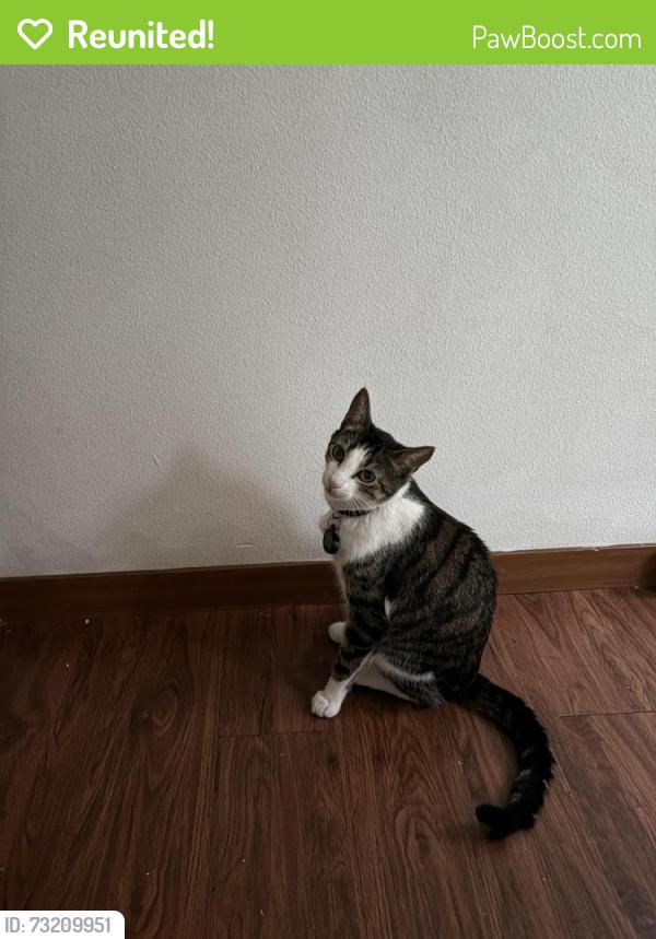 Reunited Male Cat last seen Cheasty Green Space, Seattle, WA 98144