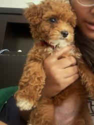 Reunited Female Dog last seen Manning ave & sawmill riv pkwy, Yonkers, NY 10701