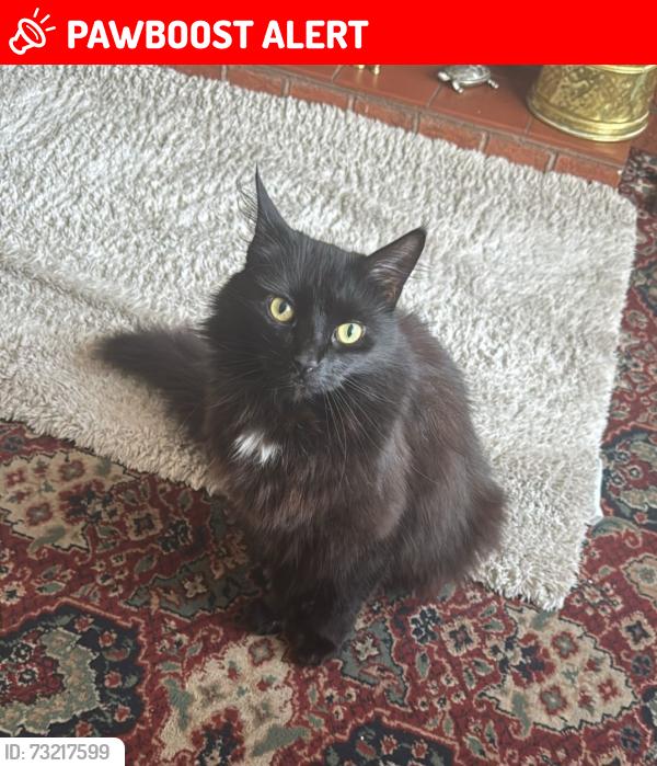 Lost Male Cat last seen Birmingham new road, Lanesfield, England WV4 6NY