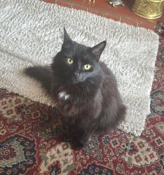 Lost Male Cat last seen Birmingham new road, Lanesfield, England WV4 6NY