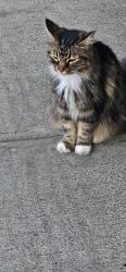 Found/Stray Unknown Cat last seen Domino's at E. Brainerd Rd at Hurricane Creek, Chattanooga, TN 37421