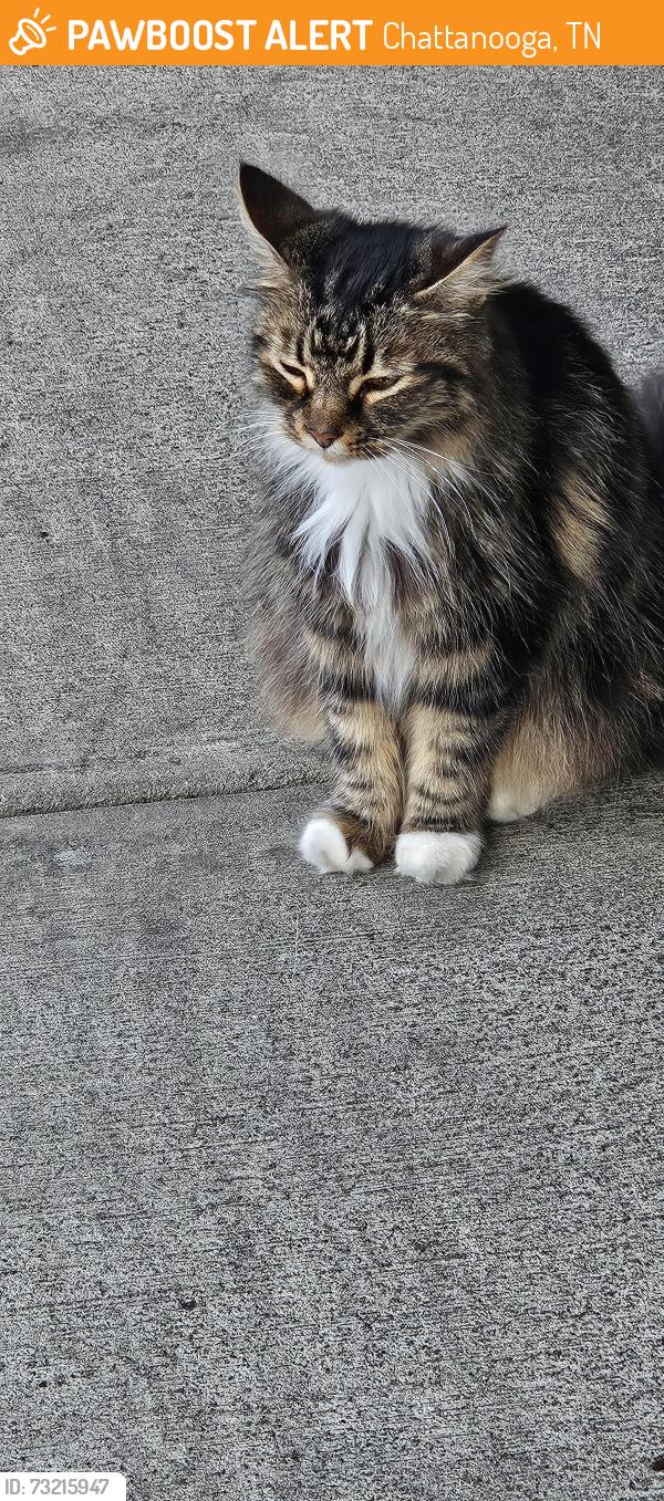 Found/Stray Unknown Cat last seen Domino's at E. Brainerd Rd at Hurricane Creek, Chattanooga, TN 37421