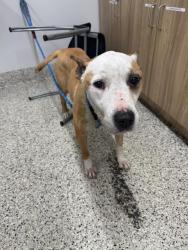 Shelter Stray Female Dog last seen Near BLOCK FREELAND DETROIT MI 48235, 7401 Chrysler Dr, Detroit, MI 48211, USA