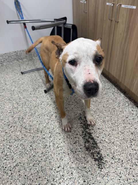 Shelter Stray Female Dog last seen Near BLOCK FREELAND DETROIT MI 48235, 7401 Chrysler Dr, Detroit, MI 48211, USA
