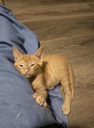 Shelter Stray Male Cat last seen CHARLOTTE, 8315 Byrum Dr, Charlotte, NC 28217, USA