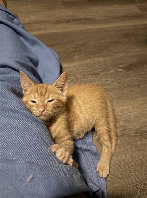 Shelter Stray Male Cat last seen CHARLOTTE, 8315 Byrum Dr, Charlotte, NC 28217, USA