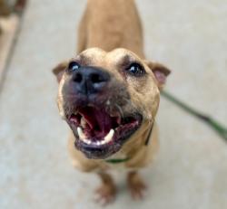Shelter Stray Male Dog last seen CHARLOTTE, 8315 Byrum Dr, Charlotte, NC 28217, USA