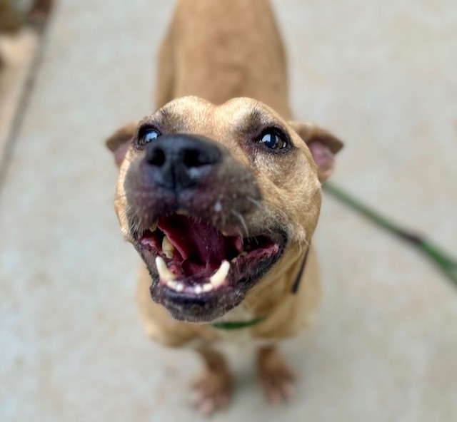 Shelter Stray Male Dog last seen CHARLOTTE, 8315 Byrum Dr, Charlotte, NC 28217, USA
