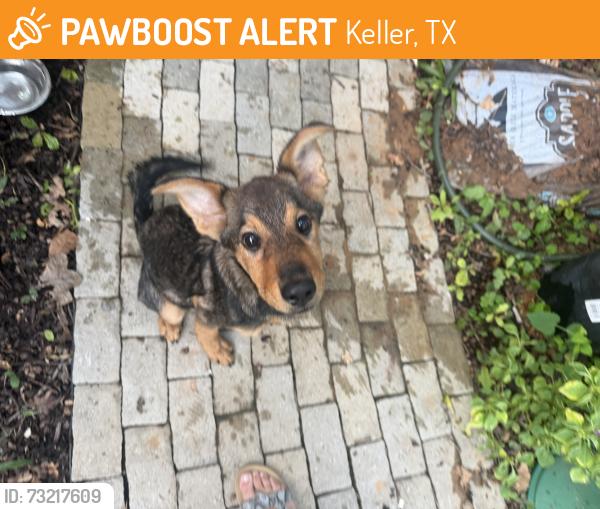 Found/Stray Male Cat last seen Melody and ottinger Keller, Keller, TX 76262