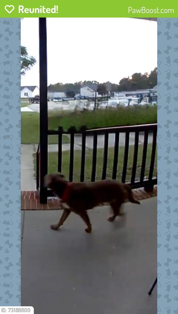 Reunited Unknown Dog last seen Campground Street, Selma, NC 27576
