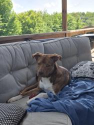 Reunited Male Dog last seen Near Isenberg Dr Gray Tn 37615, Gray, TN 37615