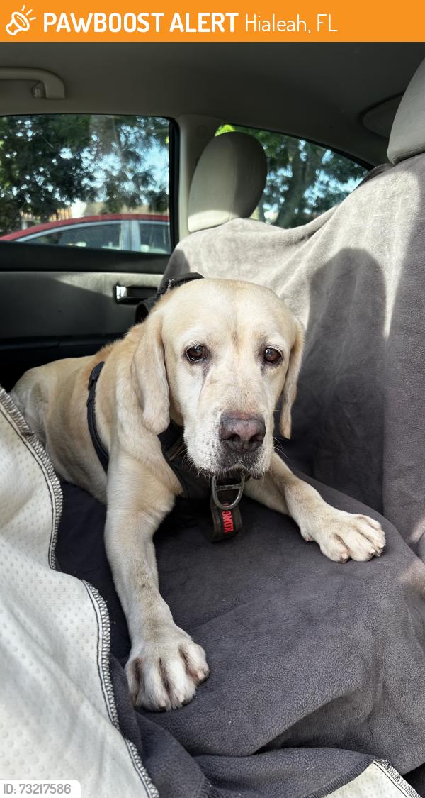 Found/Stray Male Dog last seen W 12th Ave, Hialeah, FL 33014