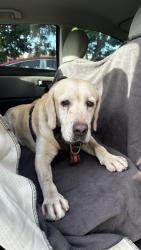 Found/Stray Male Dog last seen W 12th Ave, Hialeah, FL 33014