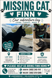 Lost Male Cat last seen Landsbrook neighborhood, Oklahoma City, OK 73132
