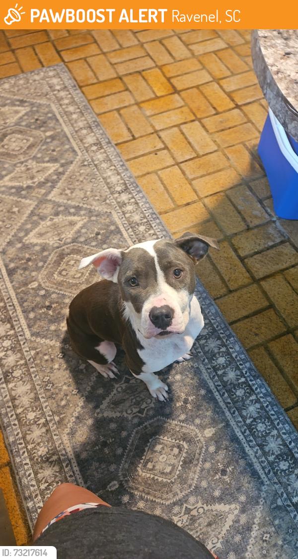 Found/Stray Female Dog last seen Banks Road Contructionn Site, Ravenel, SC 29470
